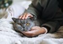 Vet warns cat owners 'never stroke your pet at night' if they wake you up