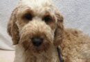 Rescue dog longs to be loved but she fears humans won't be kind