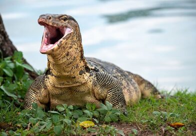Horror as monitor lizard 'gang raped in forest' – 4 arrests after video found on phone