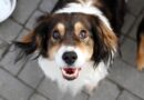 Canine expert says 'golden rule' can stop dogs barking – no shouting needed