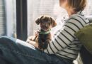 Dog trainer names 5 best breeds for families – not Labradors or golden retrievers