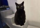 Black cat rejected by owners because he's 'unlucky' is looking for new family to love him