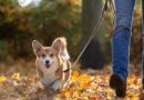 Vet finally settles how long you should walk your dog each day