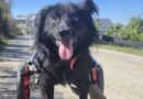 Nobody wants to rehome adorable dog found in dirt 'by kind-hearted stranger'