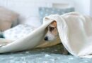 Expert advice to calm pets' anxiety on bonfire night as calls grow for ban