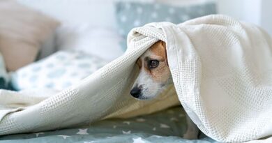 Expert advice to calm pets' anxiety on bonfire night as calls grow for ban