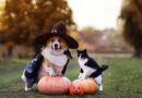 Vet issues urgent Halloween warning to UK dog and cat owners Vet issues urgent Halloween warning to UK dog and cat owners