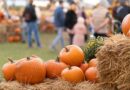 Pumpkin patch linked to E. coli outbreak that sends 3 children to ICU